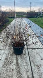 Neillia affinis trosspirea, Ophalen of Verzenden, In pot, Volle zon, Overige soorten