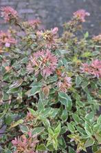 Abelia grandiflora Jelly Beans, Overige soorten, Vaste plant, Ophalen of Verzenden, Halfschaduw