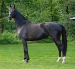 Prachtige ZZlicht merrie zoekt nieuw huisje, Dieren en Toebehoren, Paarden