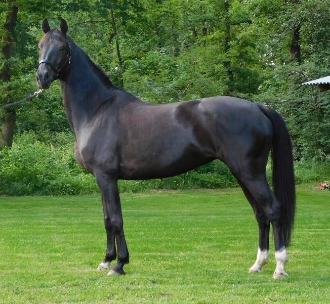 Prachtige ZZlicht merrie zoekt nieuw huisje, Dieren en Toebehoren, Paarden