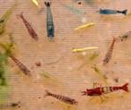 neocaridina garnalen mix, Kreeft, Krab of Garnaal