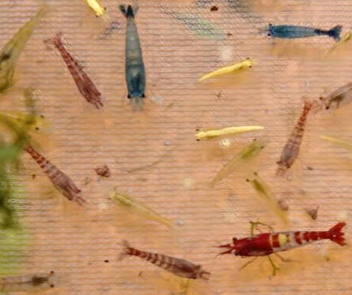 neocaridina garnalen mix, Dieren en Toebehoren, Vissen | Aquariumvissen, Kreeft, Krab of Garnaal