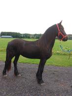 Talentvolle 2 jarige friese merrie en hengst veulen, Dieren en Toebehoren, Paarden, Gechipt, Dressuurpaard, 0 tot 2 jaar, Onbeleerd