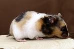 Goudhamsters, zeer tam, diverse kleuren, Dieren en Toebehoren, Knaagdieren, Meerdere dieren, Hamster, Tam