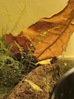 Pearl White garnaal (Neocaridina), Dieren en Toebehoren, Kreeft, Krab of Garnaal, Zoetwatervis, Schoolvis