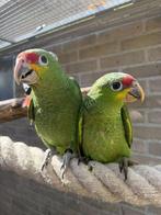 Super tamme geelwang amazones, Dieren en Toebehoren, Vogels | Parkieten en Papegaaien, Mannelijk, Papegaai, Tam