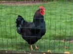 Barnevelder dubbel gezoomde haan, Dieren en Toebehoren, Pluimvee, Mannelijk, Kip