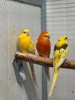 Diverse roodruggen, Meerdere dieren, Parkiet