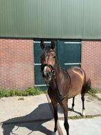 Knappe 3 jarige welsh merrie met stamboom, Dieren en Toebehoren, Pony's, Merrie, Gechipt, Dressuurpony, Zadelmak