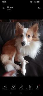 Sheltie hondje bruin/wit reu, Dieren en Toebehoren, Honden | Herdershonden en Veedrijvers, Sheepdog, Rabiës (hondsdolheid), Reu