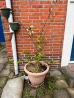 Appelboom in pot, Lente, Appelboom, Volle zon, 100 tot 250 cm