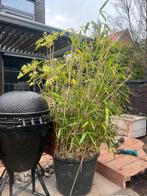 Bamboe plat in kuip ca. 2 meter, Tuin en Terras, Ophalen, Bloeit niet, Halfschaduw, Overige soorten