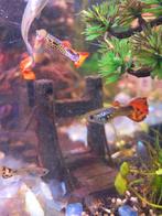 Guppen ruilen?, Dieren en Toebehoren, Vissen | Aquariumvissen, Vis