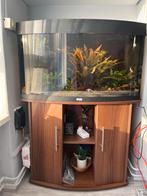 Aquarium met vissen, Ophalen of Verzenden, Zo goed als nieuw, Gevuld zoetwateraquarium