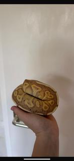Terrarium + 2 Python Regius Konings Python, Slang, Met terrarium, 0 tot 2 jaar
