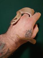 1.1 heterodon superconda nk22/23, Dieren en Toebehoren, Reptielen en Amfibieën, Slang, 0 tot 2 jaar