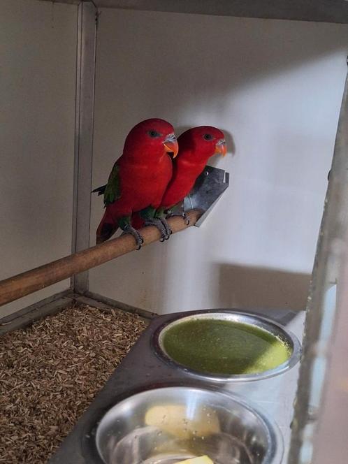 Koppel Geelmantel lori's., Dieren en Toebehoren, Vogels | Parkieten en Papegaaien