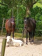Nog 1 plekje voor paard/pony, Dieren en Toebehoren