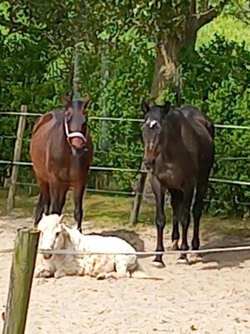 Nog 1 plekje voor paard/pony, Dieren en Toebehoren, Stalling en Weidegang