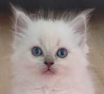 Prachtige lieve RAGDOLL KITTENS, nu 8 weken oud, Dieren en Toebehoren, Katten en Kittens | Raskatten | Langhaar, Meerdere dieren