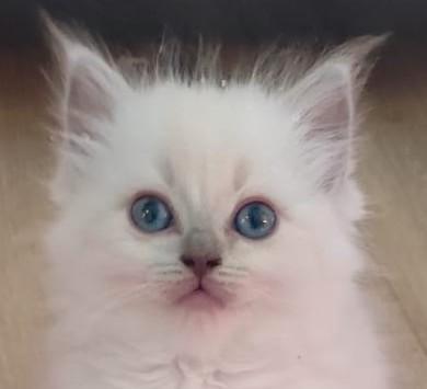 Prachtige lieve RAGDOLL KITTENS, nu 8 weken oud, Dieren en Toebehoren, Katten en Kittens | Raskatten | Langhaar, Meerdere dieren