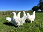 Jonge tamme Australorp kippen wit gesekst en ingeënt, Dieren en Toebehoren, Vrouwelijk, Kip