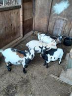 Te koop 4 mooie bonte dwerggeiten dek bokjes, Dieren en Toebehoren, Schapen, Geiten en Varkens, Mannelijk, Geit, 0 tot 2 jaar