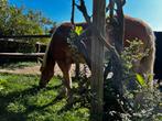 Gezocht plekje van haflinger met pensieon, Dieren en Toebehoren, Stalling en Weidegang, Weidegang, 1 paard of pony