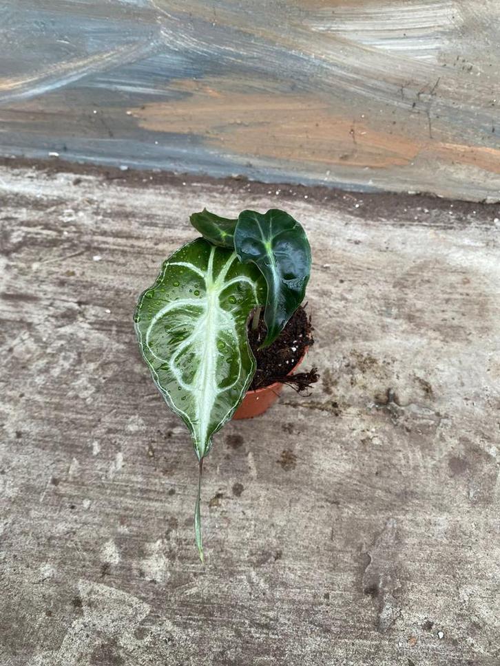 Alocasia Venom - Prachtige kamerplant!, Huis en Inrichting, Kamerplanten, Ophalen of Verzenden