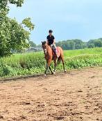 Zadelmak maken, Dieren en Toebehoren, Stalling en Weidegang