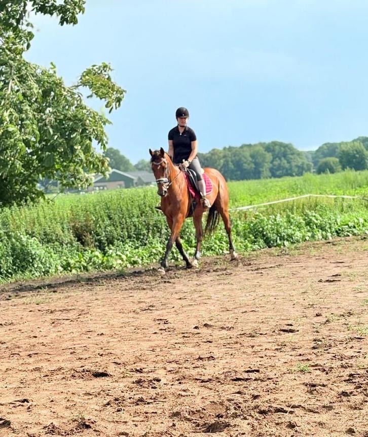 Zadelmak maken, Dieren en Toebehoren, Stalling en Weidegang