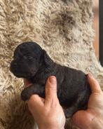 tekoop minie Australië labradoodle, HCC (leverziekte), Overige rassen, 8 tot 15 weken, Meerdere