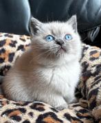 Prachtige Britse korthaar kittens, Ontwormd, Meerdere dieren, 0 tot 2 jaar