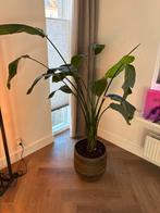 Strelitzia Nicolai - Paradijsvogelplant, Ophalen, Overige soorten, Halfschaduw, In pot
