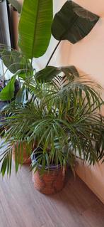 Strelezia,  Areca palm, bloempot, plantenbak, Ophalen, Halfschaduw, Minder dan 100 cm