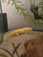 Axolotl, Dieren en Toebehoren