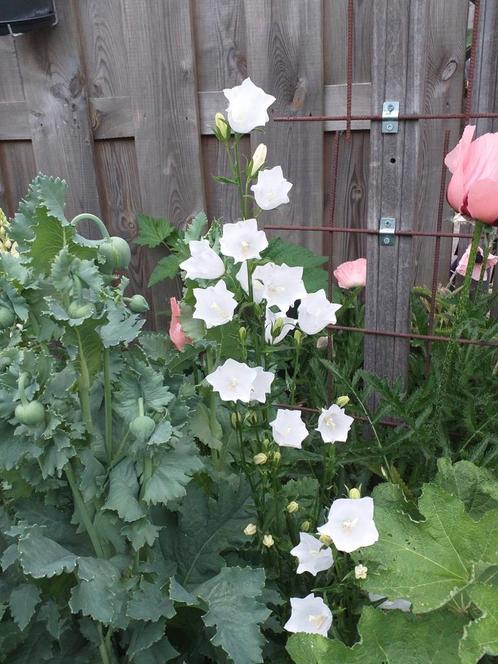 Zaden van Campanula Persicifolia, Tuin en Terras, Bloembollen en Zaden, Zaad, Voorjaar, Halfschaduw, Ophalen