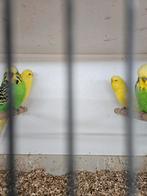 Engelse grasparkieten lutino, Meerdere dieren, Parkiet