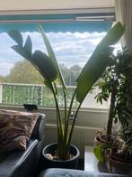 Mooie Travel palm tree voor office of thuis, Ophalen of Verzenden, Halfschaduw, Minder dan 100 cm