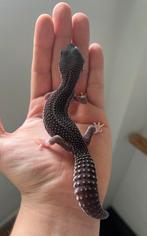 0.1 panda project luipaardgekko 2024, Dieren en Toebehoren, Reptielen en Amfibieën, Hagedis, Tam, 0 tot 2 jaar