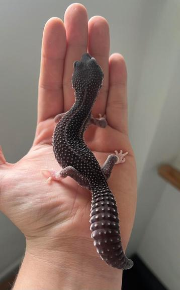 0.1 panda project luipaardgekko 2024 beschikbaar voor biedingen