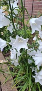 Perzikbladklokje wit, Tuin en Terras, Bloembollen en Zaden, Ophalen of Verzenden, Zaad