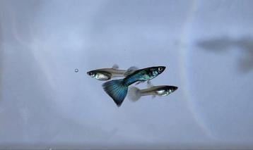 Blue moscow guppen. Guppy guppie beschikbaar voor biedingen