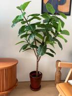 Kunst Ficus Kamerplant, Huis en Inrichting, Kamerplanten, Ophalen, Ficus, 100 tot 150 cm, Halfschaduw