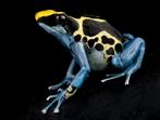 Dendrobates tinctorius 'Patricia' en vele anderen, Dieren en Toebehoren, Amfibie, 0 tot 2 jaar