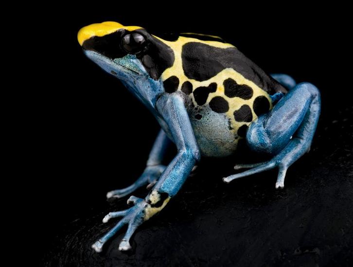 Dendrobates tinctorius 'Patricia' en vele anderen