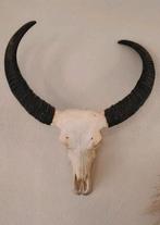 Echt waterbuffel schedel, Ophalen, Zo goed als nieuw