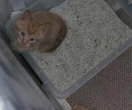 Kittens kruizing Maine coon en Europese korthaar, Dieren en Toebehoren, Meerdere dieren