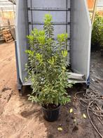 Portugese laurier - Prunus lus. Angustifolia - diverse maten, Ophalen, Laurier, Haag, 100 tot 250 cm