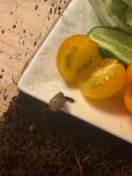 Afrikaanse reuze slak baby’s, Dieren en Toebehoren, Reptielen en Amfibieën, Overige soorten, 0 tot 2 jaar